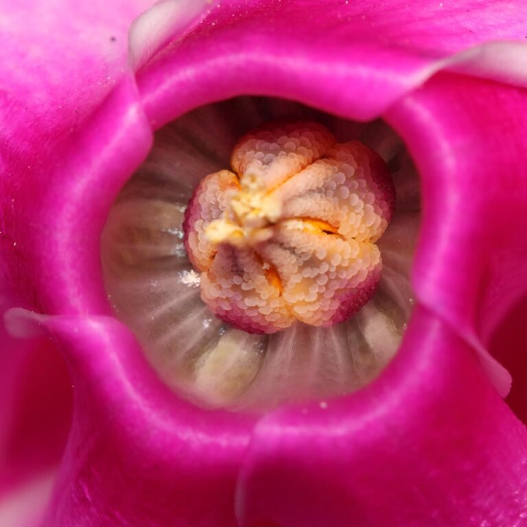 Cyclamen persicum flower detail. Photo taken at São Paulo City, SP State, Brazil