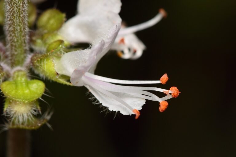 Ocimum basilicum flower. Photo taken at São Paulo city, Brazil.