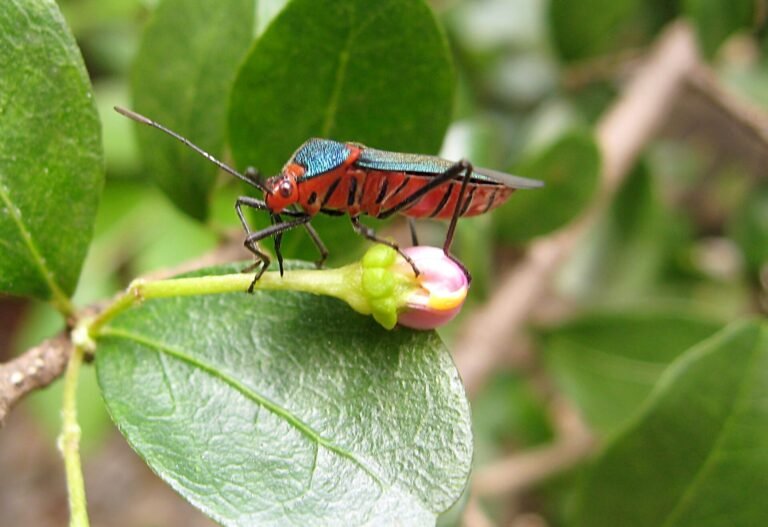 Unidentified Heteroptera, feeding on Malpiguia glabra. Photo taken at São Paulo city, Southeastern Brazil.