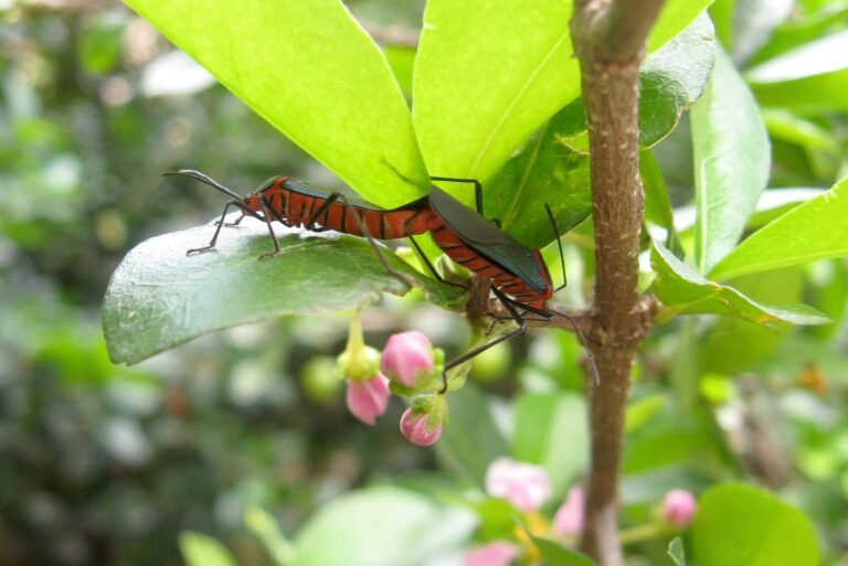 Unidentified Heteroptera, mating on Malpiguia glabra. Photo taken at São Paulo city, Southeastern Brazil.