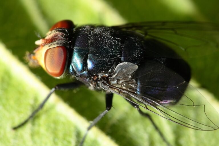 Unidentified Calliphoridae fly. Photo taken at São Paulo city, Southeastern Brazil.