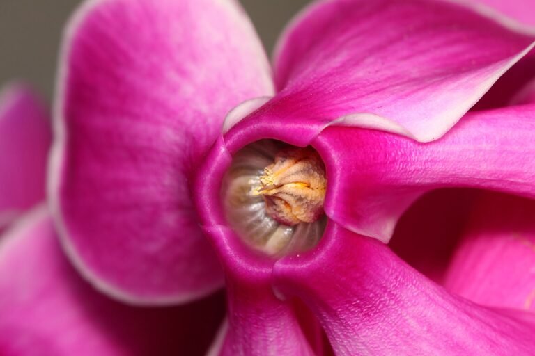 Cyclamen persicum flower detail. Photo taken at São Paulo City, SP State, Brazil