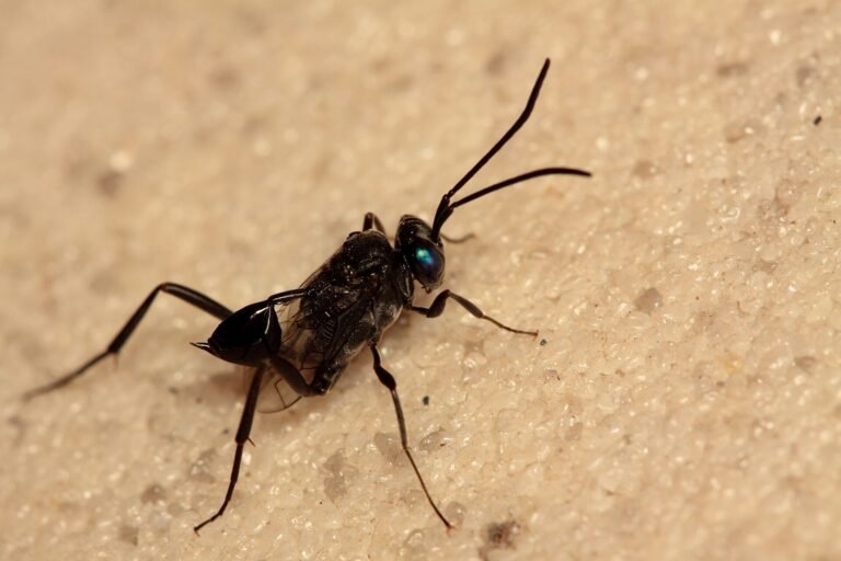 Evania appendigaster (blue-eyed ensign wasp) photographed on a wall in São Paulo city, Brazil.