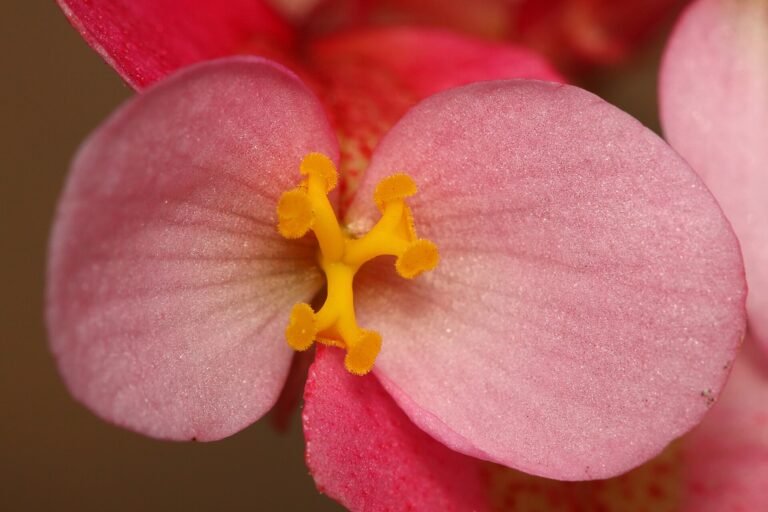 Begonia flower. Photo taken at São Paulo city, Brazil.