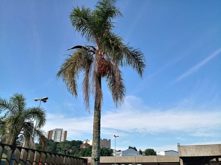 Palmeira no Terminal Tiradentes em um Domingo de Outono pela manhã.