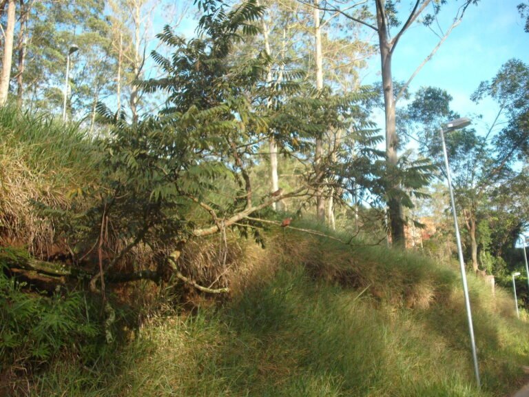 parque da conciecia negra.
