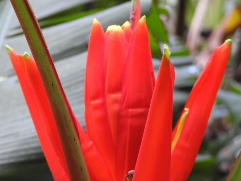 Foto tirada no Jardim Botânico de São Paulo
