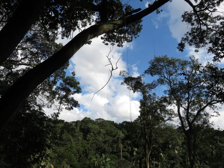 Bosque dos Passuarés, Passuaré, Sclerolobium denudatum, Jardim Botânico de SP, Mata Atlântica.