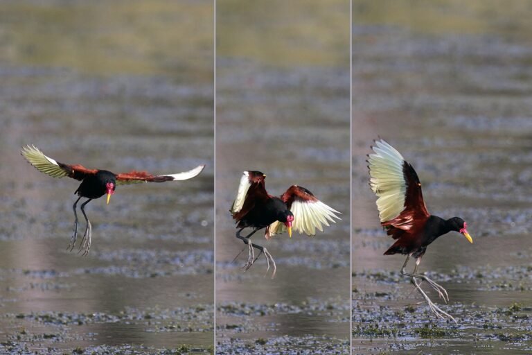 Wattled jacana (Jacana jacana) alighting in the Pantanal, Brazil - composite of three images
