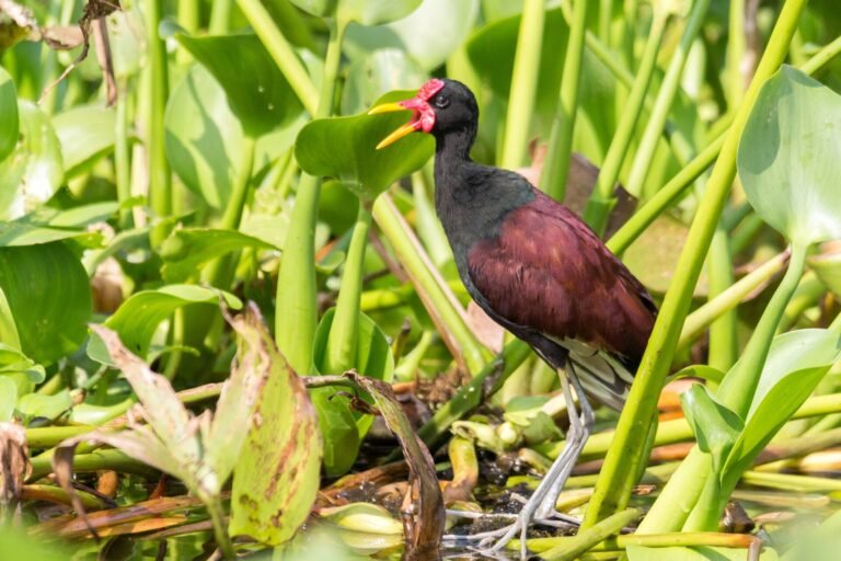 500px provided description: Gallito de Laguna [#Birds ,#Venezuela ,#Aves ,#Zulia ,#Jacana jacana ,#Wattled Jacana ,#Cata
