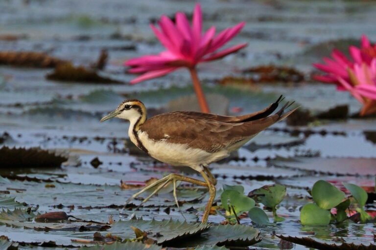 Pheasant-tailed jacana (Hydrophasianus chirurgus), non-breeding plumage, Vembanad Lake, Kerala, India