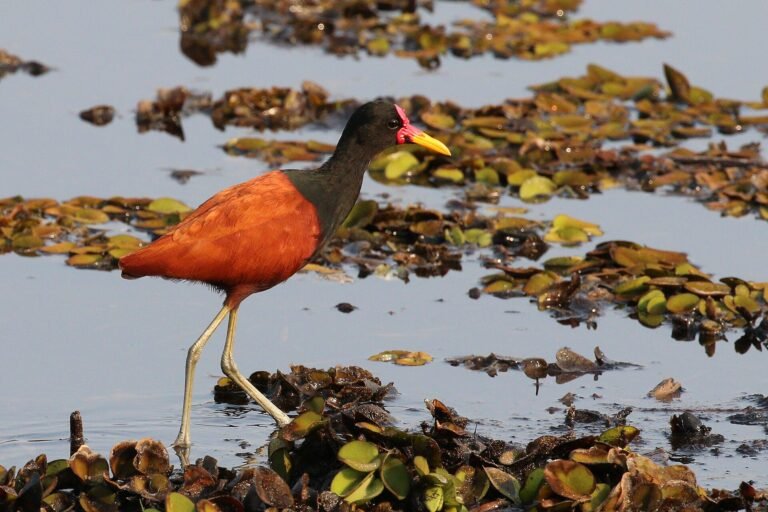 Wattled jacana (Jacana jacana), the Pantanal, Brazil
