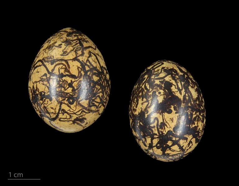Egg of northern jacana Collection of Jacques Perrin de Brichambaut.