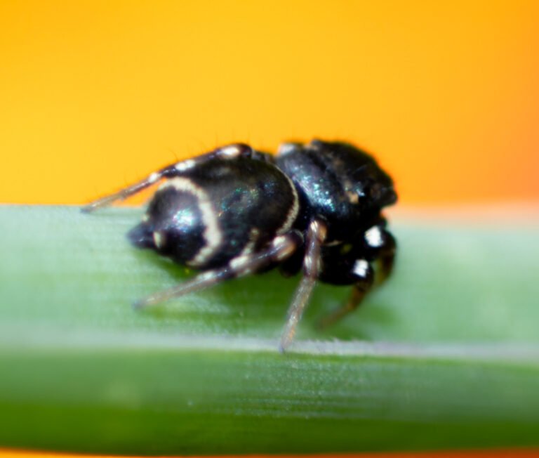 Heliophanus hamifer in Brazil