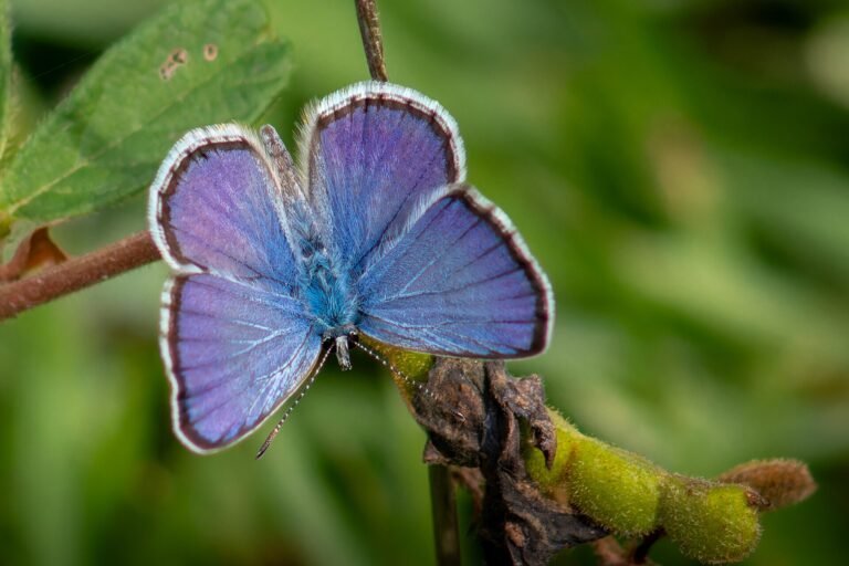 Hanno Blue (Hemiargus hanno) in Brazil