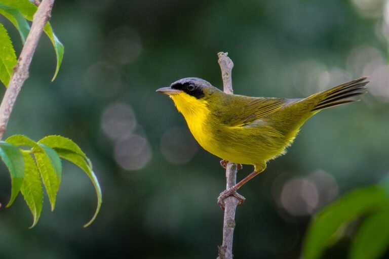 Southern Yellowthroat (Geothlypis velata) in Brazil