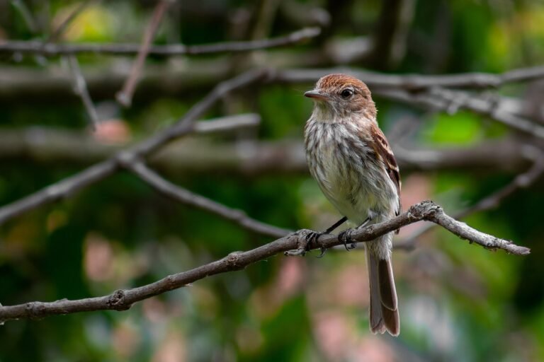 Myiophobus fasciatus, Jardim Sao Martinho, São Paulo - SP, Brasil , 2025-12-16 (iNaturalist).
