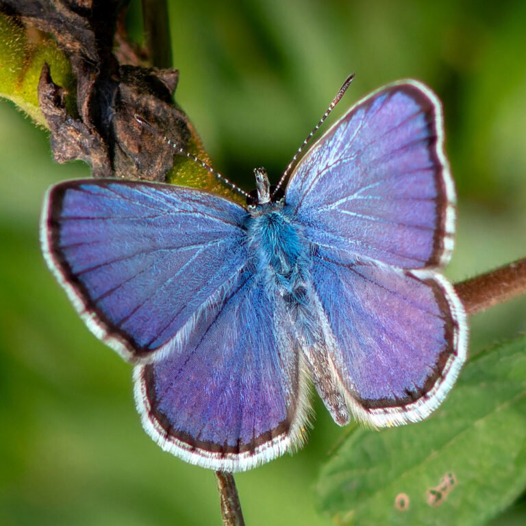 Hanno Blue (Hemiargus hanno) in Brazil