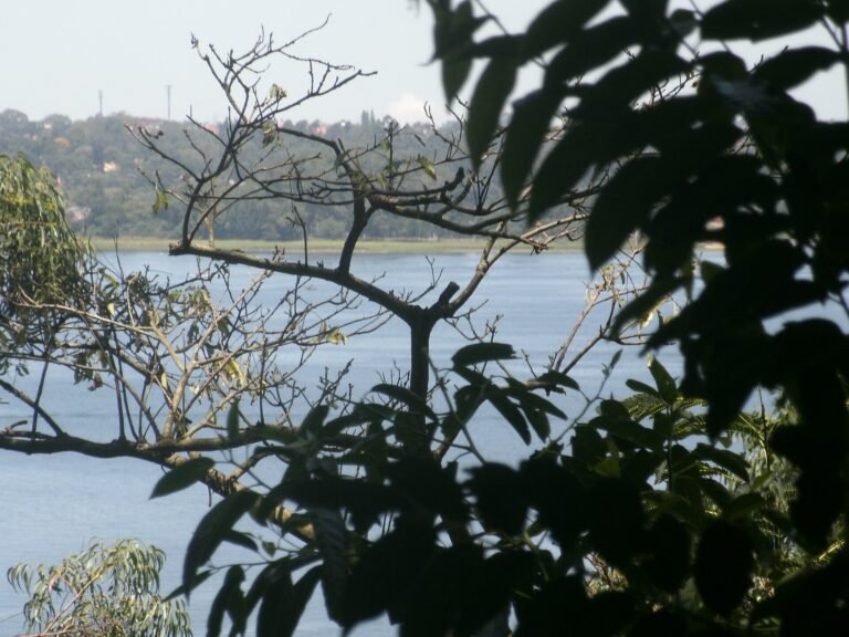 Vista da Represa - Parque Guarapiranga - Av. Guarapiranga 505 (4)