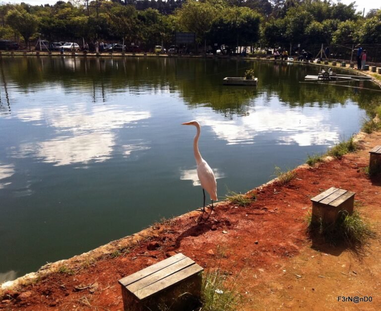 Pesqueiro do Carmo - SP