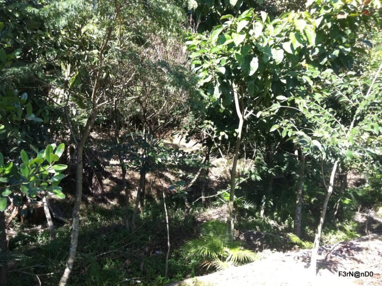 Pesqueiro do Carmo - SP