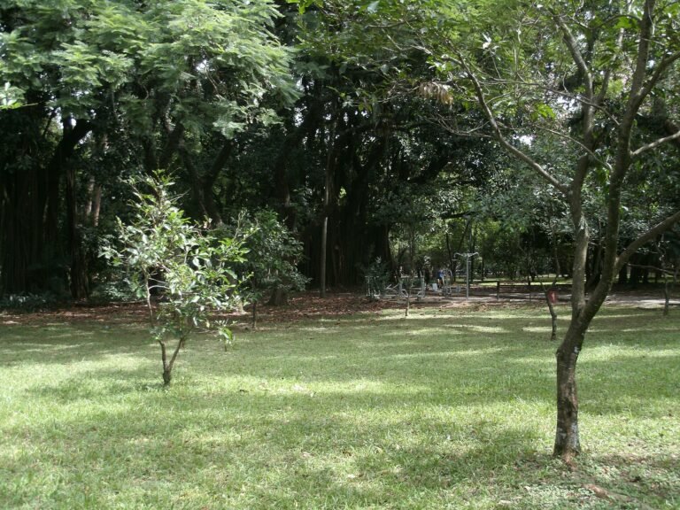 Parque Ibirapuera - Área de Fitness