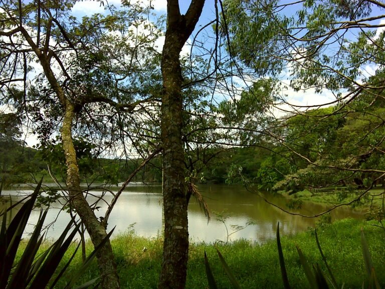 lago no parque do Carmo