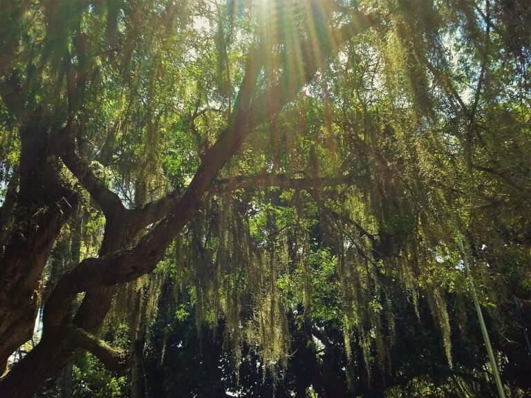 Foto tirada no Parque do Carmo, Zona Leste, São Paulo - Brasil Autor: Michele Viviane Vasconcelos - apenas observadora d